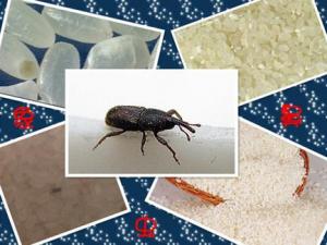 大米生蟲(chóng)子了怎么辦？如何防止大米生蟲(chóng)子