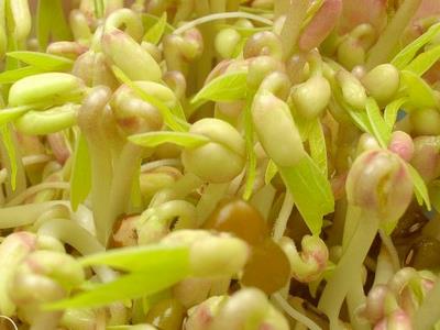 ʳƷ��ȫ������b�e���ʽ����^(gu��)�Ķ�ѿ