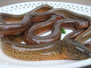 怎樣清洗黃鱔?黃鱔怎么清洗才沒(méi)腥味