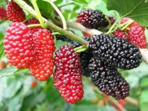 桑葚怎么洗?桑葚的保存方法