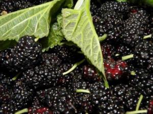 如何挑選新鮮桑葚?桑葚的挑選方法