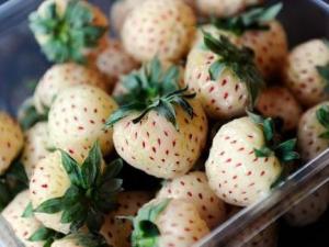 菠蘿莓多少錢一斤?菠蘿莓如何選購