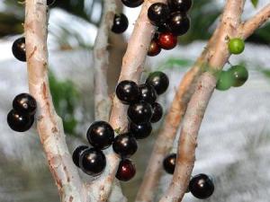 嘉寶果多少錢一斤?嘉寶果如何選購