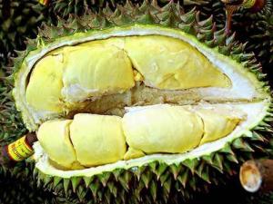 榴蓮是否成熟?怎樣判斷榴蓮的成熟度