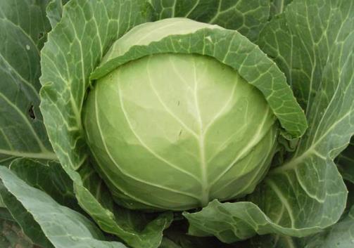 ������x���r�ĸ��{(l��n)�������{(l��n)�˵��xُ(g��u)����