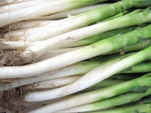 冬天怎樣儲存大蔥？大蔥的儲存方法