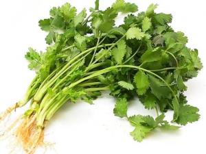 冬天香菜怎么保存?香菜的保存方法