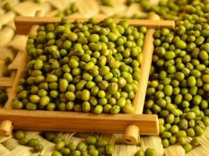 怎樣識別綠豆的好壞?如何挑選優(yōu)質(zhì)綠豆