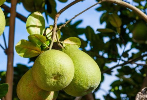 文旦和柚子有區別嗎?如何挑選文旦柚