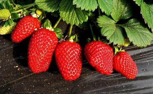 草莓怎么洗才干凈?草莓清洗方法步驟 草莓怎么保存收藏