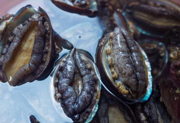 鮑魚的清洗方法是什么 鮑魚如何挑選及保存 鮑魚的營養價值