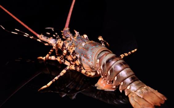 大龍蝦怎么殺操作圖 大龍蝦宰殺清洗步驟圖解