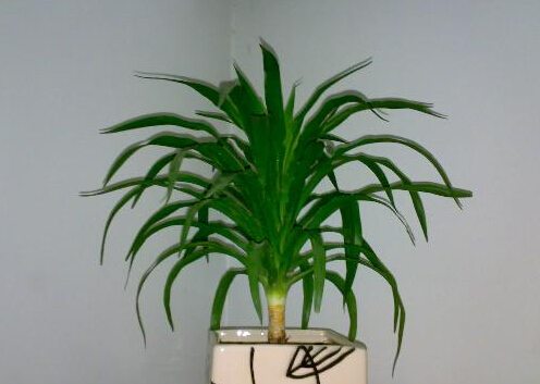 ��Щֲ������ȩ����Щ�|������ȩ��