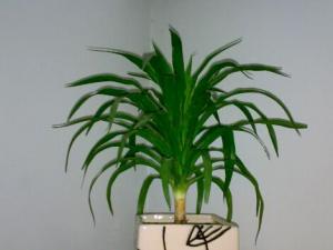 哪些植物吸甲醛?哪些東西吸甲醛?