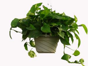 綠蘿葉子發(fā)黃怎么辦?綠蘿怎么養(yǎng)?