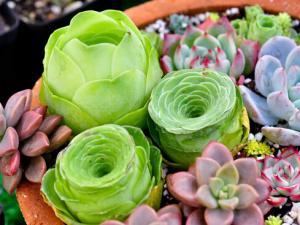 多肉植物怎么養(yǎng)?如何給多肉植物澆水?