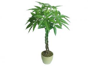 發財樹葉子發黃的原因-發財樹葉子發黃怎么辦?