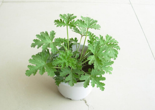 ��ò���ʲô����ò���ô�B��