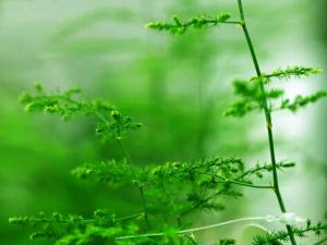 文竹葉子發黃怎么辦-文竹怎么養？