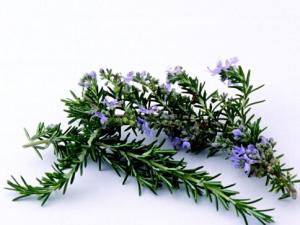 迷迭香的功效與作用-迷迭香怎么養(yǎng)?