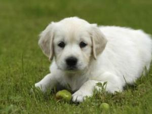 小狗嘔吐怎么回事?小狗拉稀嘔吐怎么辦?