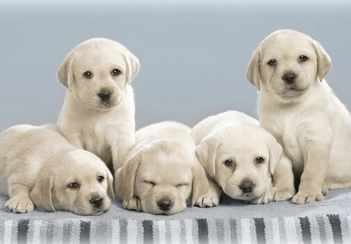 С����ʲô��ã�С���Զ�����ô�k��