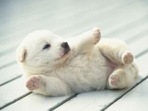 小狗咳嗽怎么回事?小狗發燒的癥狀