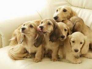 怎么給狗狗喂藥?小狗如何喂藥?