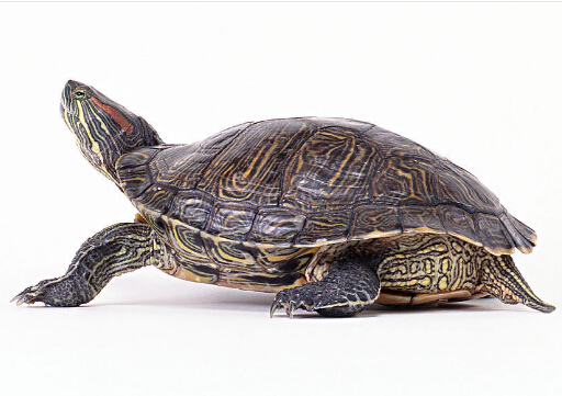 ��������ʳ��ԭ��-��ôι������