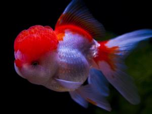 金魚吃什么?金魚吃多了怎么辦?