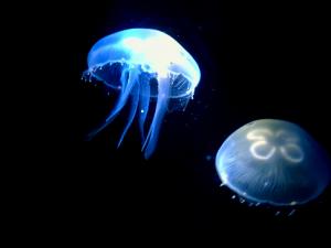 水母怎么養?水母是怎么運動的?