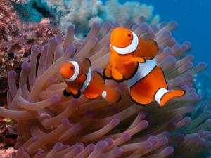 小丑魚怎么養?小丑魚常見疾病如何治療?