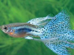 鳳尾魚怎么養?鳳尾魚養殖的注意事項