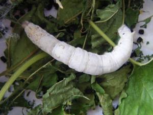 蠶寶寶怎么養?如何喂養蠶寶寶?