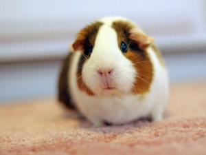 荷蘭豬怎么養(yǎng)？荷蘭豬的養(yǎng)殖方法