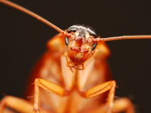 ?蟑螂怎么消滅?滅蟑螂最有效的方法