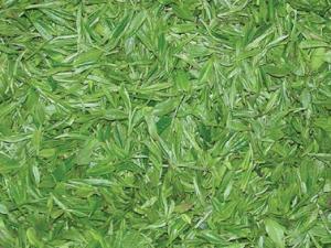 綠茶如何存放？存儲(chǔ)綠茶的忌諱與注意事項(xiàng)