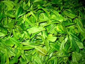 怎樣貯存新茶？新茶葉怎樣保存？茶葉保存方法