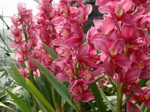 什么花適合放在室內(nèi)?適合居室擺放的九種花卉