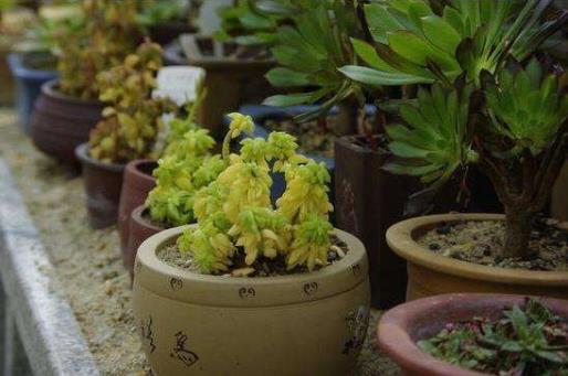 家庭養(yǎng)植物漚肥的材料有哪些?如何自制家用養(yǎng)花肥料