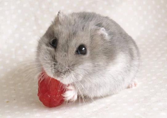 倉鼠拉肚子是什么原因?倉鼠拉稀是不是濕尾?