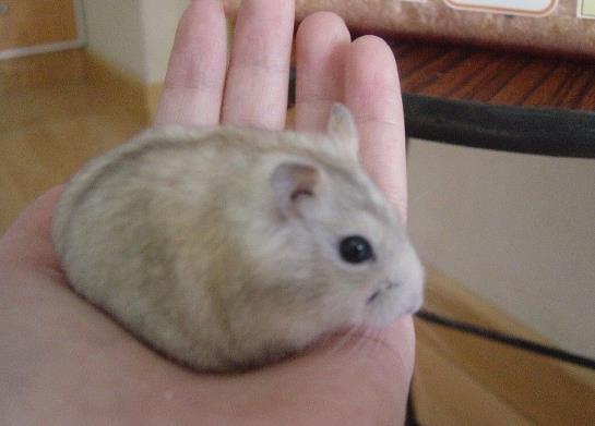 倉鼠拉肚子是什么原因?倉鼠拉稀是不是濕尾?