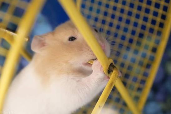 倉鼠拉肚子是什么原因?倉鼠拉稀是不是濕尾?