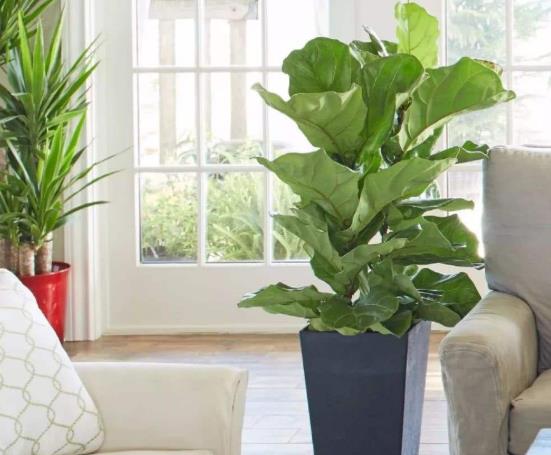 琴葉榕有大葉子小葉子之分嗎?養琴葉榕哪些是要注意的