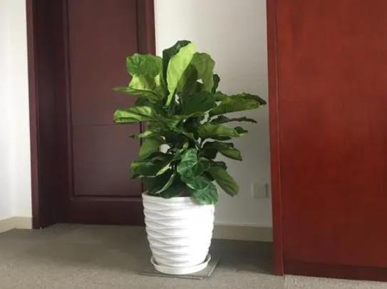 琴葉榕有大葉子小葉子之分嗎?養琴葉榕哪些是要注意的