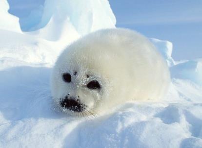 3月1日是什么節日?國際海豹日是幾月幾日