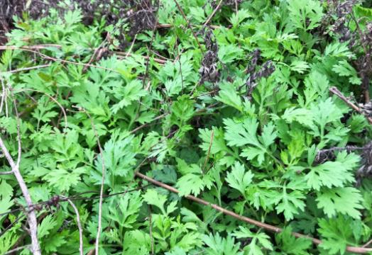 端午掛艾草掛左邊還是右邊?2022端午掛艾草只掛一把行嗎