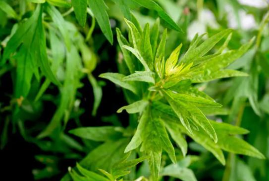 端午掛的艾草用完怎么處理?端午節門上掛艾草什么樣的好