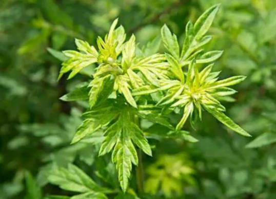 端午節艾草掛幾根有講究嗎?端午節掛艾草要掛幾天