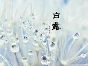 白露是什么時候?白露飲食最佳之選